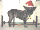 Yule Dog '95